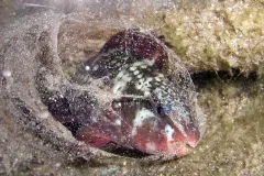 A parrotfish creates a mucus cocoon to protect it from parasites while sleeping.