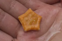 This small sea star, little more than an inch across, is orange on top and whitish underneath.