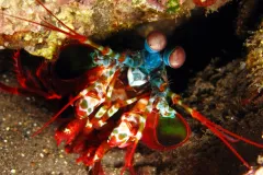 A smasher mantis shrimp came out from its burrow on fringing reef adjacent to US Liberty ship wreck in Tulamben, Bali, Indonesia at a depth of 6 meters.