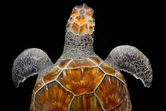 “As an underwater nature photographer, I struggled for a new way to bring back visions of fish and fauna. Soon I discovered that taking water out of the picture, rendering it invisible while it is still evident that it surrounds the subject, is a powerfu