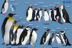 a graphic with every penguin species