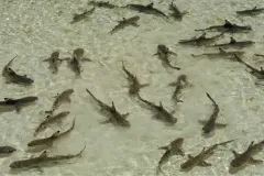 A shark nursery in a lagoon in the Pacific.