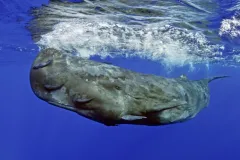 Side view of a large sperm whale swimming at the surface of the ocean.