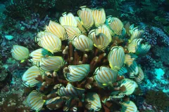 The Phoenix Islands Protected Area site in Kiribati was inscribed on the  World Heritage List in 2010. The site encompasses one of the world's  largest intact oceanic coral archipelago ecosystems, together with 14  known underwater seamounts and other deep