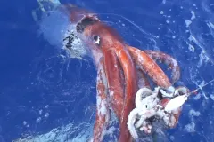 Japanese scientists videotaped this female giant squid, alive, at the water's surface