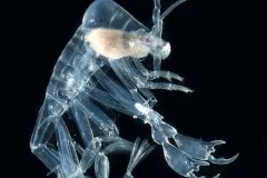 Giant eyes spot prey. Huge claws grab the prey, and a tiny mouth rips it to shreds.