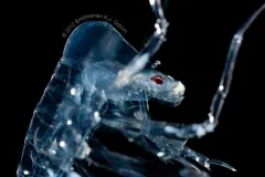 A side-view of a translucent phronima with a large red eye. 