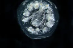 A transparent amphipod looks a bit like a lobster, surrounded by white eggs. 