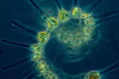 a phytoplankton in a swirl