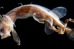 Tapetail fish with long tail.