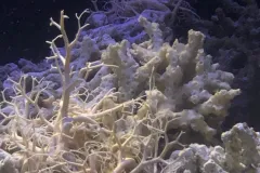 two brittle stars in a tank