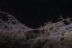 a sea star splits in two