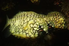 he pineapplefish has glowing organs that can be used to find prey at night.