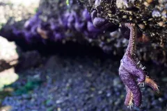 Sea star in a tide pool