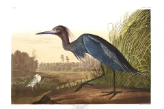 a blue heron illustration