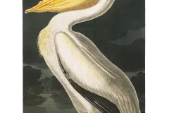 an illustration of a white pelican
