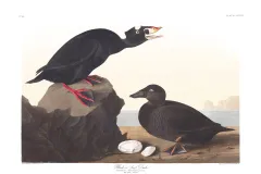 an illustration of two surf ducks