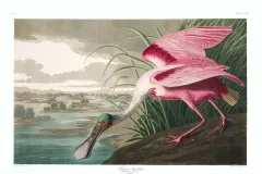 an illustration of a roseate spoonbill