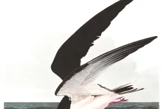 an illustration of a black skimmer