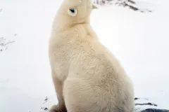A polar bear lifting his head to smell the scent of humans nearby
