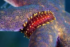 Colorful scaleworm on a seastar