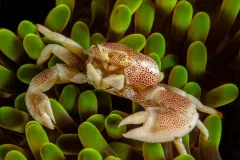 Anemone porcelain crabs can avoid predators by not only living in anemones but by willing loosing appendages to avoid infection.