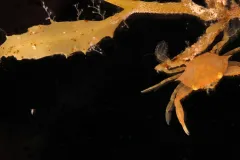 The sargassum hosts bryozoans, hydroids and more obviously, crustaceans like a baby swimming crab. 
