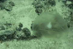 a gelatinous orb floats at the seafloor