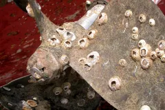 Home is where the hull is: Since the dawn of seafaring, humankind has had to deal with pesky creatures, such as barnacles, that “foul” ship hulls and boat propellers like this one.