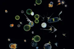 microscopic organisms of different shapes