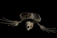A skeleton of a sea turtle ancestor