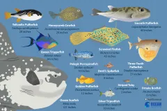 an illustration of pufferfish species and their relatives