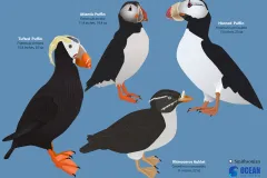 a graphic depicting the four species of puffins
