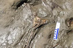 Complete Fish Skeleton Discovered by Smithsonian Scientists in Panama