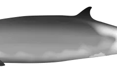 an illustration of a grey beaked whale