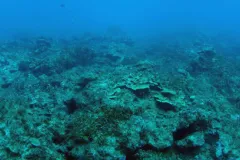 Overfishing and sedimentation have heavily impacted this reef off the coast of Guam.