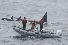 Three Killer whales (Orca) swim along side researchers.