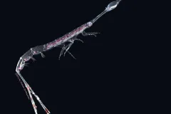 Rhabdosoma’s uncommon eye arrangement allows the animal to see 360 degrees.