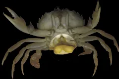 This crab has a parasitic barnacle rooted in its reproductive system. 