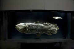 an adult and baby coelacanth specimens on display