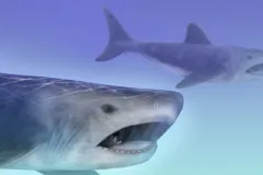Artistic rendering of an ancient shark, Helicoprion.
