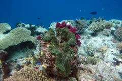 Giant clams are one of the many wonders of coral reefs. They can grow up to five feet wide, weigh over 400 pounds, and live for 100 years!