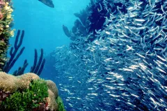 Coral reefs provide food for swarms of fish, both large and small.