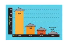 A graph that shows the decline of vaquita population. 