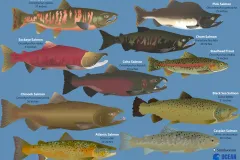 a graphic of 10 illustrated fish