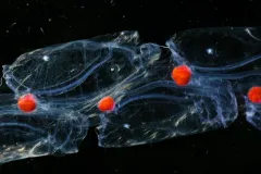 This close-up view of salps, which have aggregated together into a long chain, have brilliant red guts from eating red plankton. 