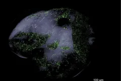 a grain of sand with microbes highlighted in green