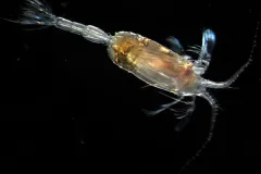Male copepods are distinctly different from female copepods.