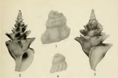 black and white snail shells