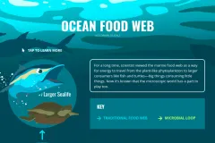 Ocean Food Web Listing Image